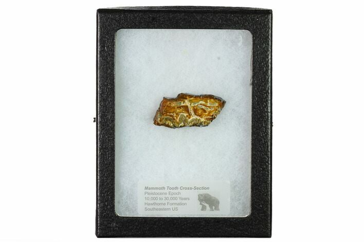 Mammoth Molar Slice with Case - South Carolina #165099